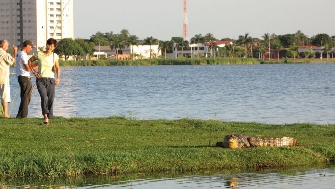 Vereadores pretendem criar medidas para evitar contato entre populares e animais na Lagoa Maior