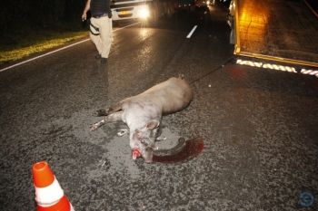 Animal invade pista, provoca acidente e quatro pessoas morrem 