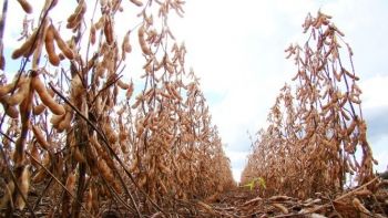 Mato Grosso do Sul tem 96% da safra de soja colhida