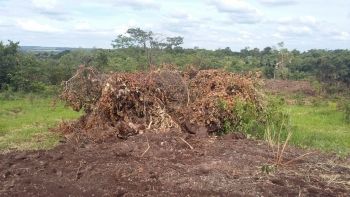 Fazendeiro campo-grandense é autuado por desmatamento ilegal de vegetação nativa de cerrado, em Jardim