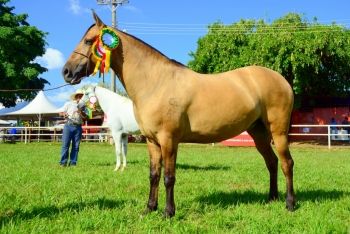 Criadores apresentam qualidades do Cavalo Pantaneiro na 79a Expogrande