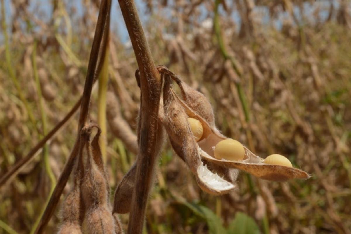 Colheita da soja chega a 99% em Mato Grosso do Sul