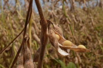 Colheita da soja chega a 99% em Mato Grosso do Sul