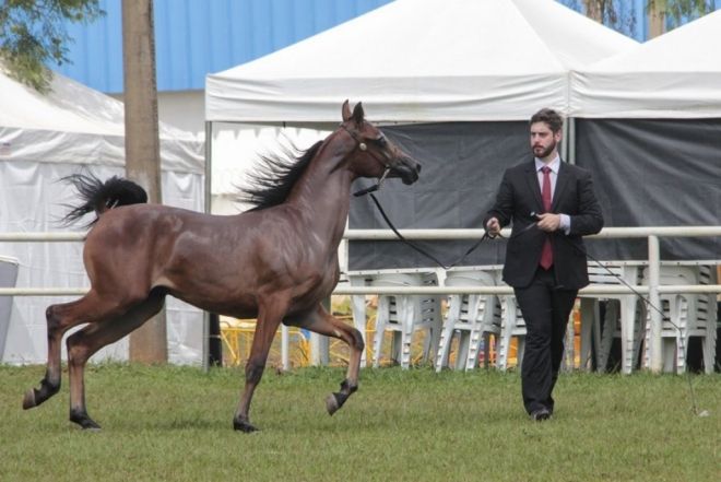 Julgamento morfológico seleciona os melhores cavalos árabes na 79º Expogrande