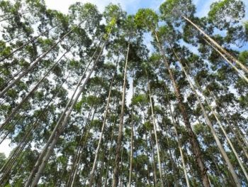 MS é o terceiro no ranking nacional de área plantada de eucalipto