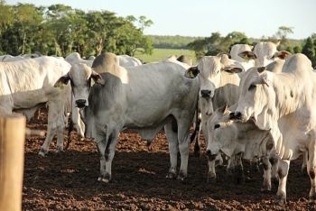 MS exportou 11,8 mil toneladas de carne bovina em março