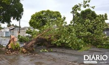 Árvores caem após temporal em Corumbá