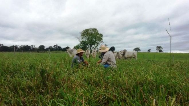 Programa ABC Cerrado desenvolve projetos sustentáveis com produtores rurais de MS