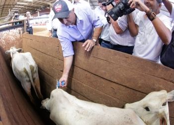 Manter status de estado livre da aftosa é essencial para exportação de carne, diz Governo 