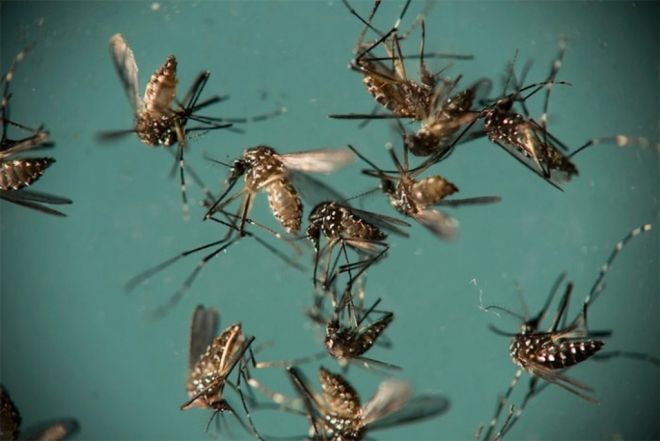 Estudo diz que com a mesma picada Aedes pode transmitir dengue, zika e chikungunya