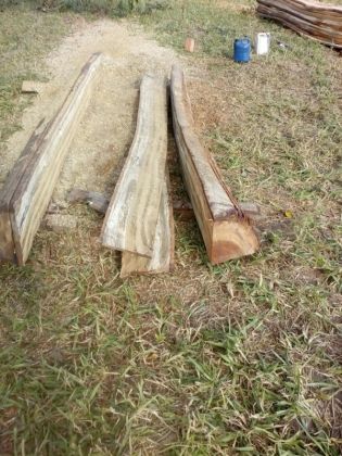 Homem é multado após derrubar árvores de jatobá para fabricação de cerca