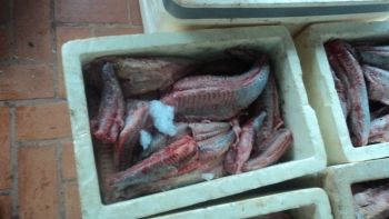 Policia Militar Ambiental autua pescador em R$ 6 mil por 250 kg de pescado ilegal 