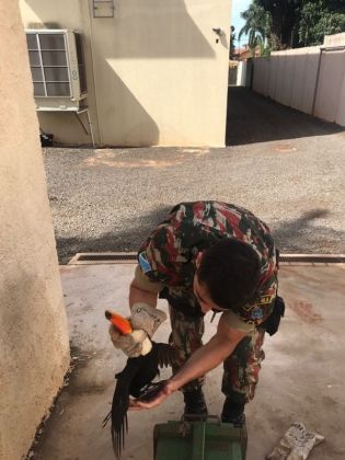 Polícia Militar Ambiental captura tucano ferido na Capital