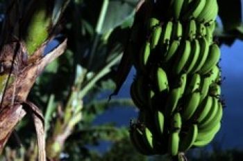 Brasil fará campanha para que fungo não destrua plantações de banana