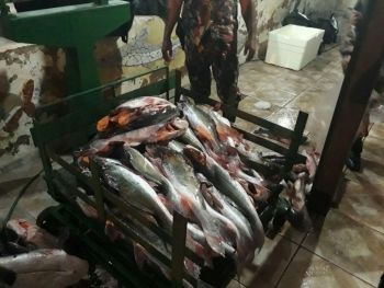 Policia Militar Ambiental apreende 518 kg de pescado com turistas em Corumbá