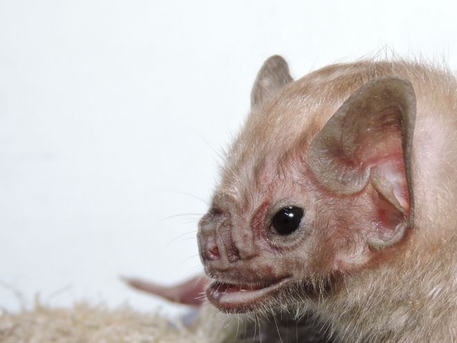 Pesquisadores registram o primeiro “morcego vampiro” em Campo Grande