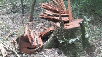 Empresa de agropecuária é autuada por exploração ilegal de madeira na Serra da Bodoquena 