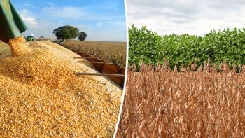 Produ&ccedil;&atilde;o agr&iacute;cola &eacute; destaque positiva do PIB brasileiro