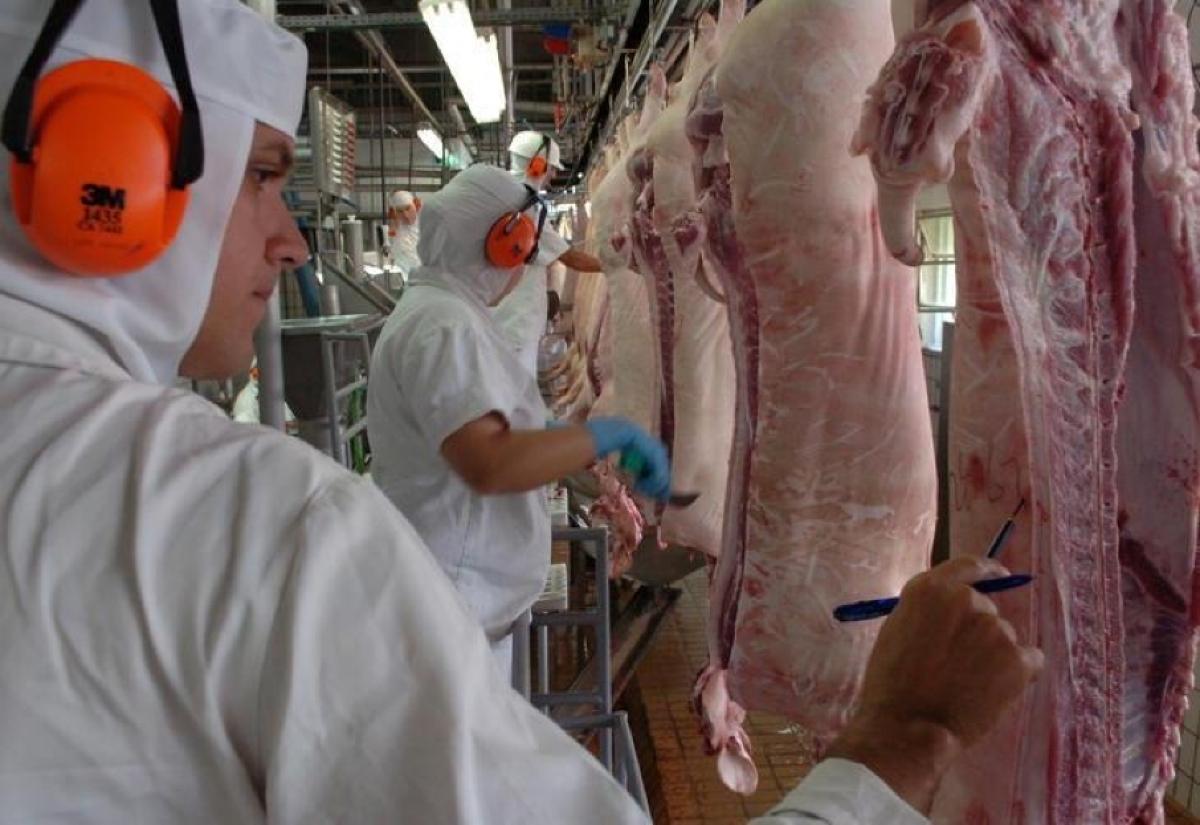 Abate de suino, carne suína