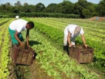 Reuni&atilde;o tratar&aacute; de diagnostico de horticultura org&acirc;nica 