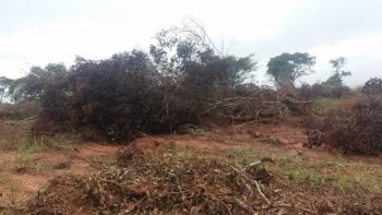  Fazendeiro é multado após desmatar 19 hectares de vegetação nativa