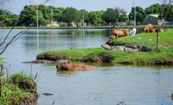 Remoção de jacarés da Lagoa Maior acontece na próxima semana