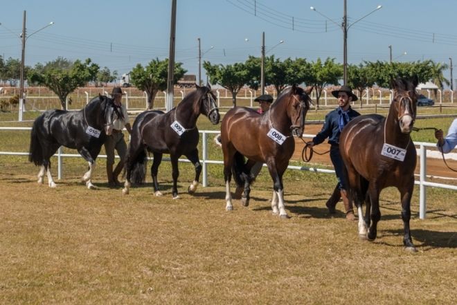 Cavalo Crioulo atinge crescimento de 8,8% em Mato Grosso