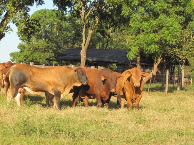 ExpoMS terá leilão MONTANA com 120 TOUROS top à venda