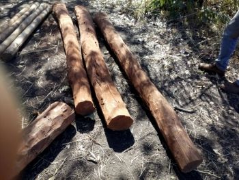 Polícia Militar autua em R$ 5.000,00 assentado por uso e exploração ilegal de madeira