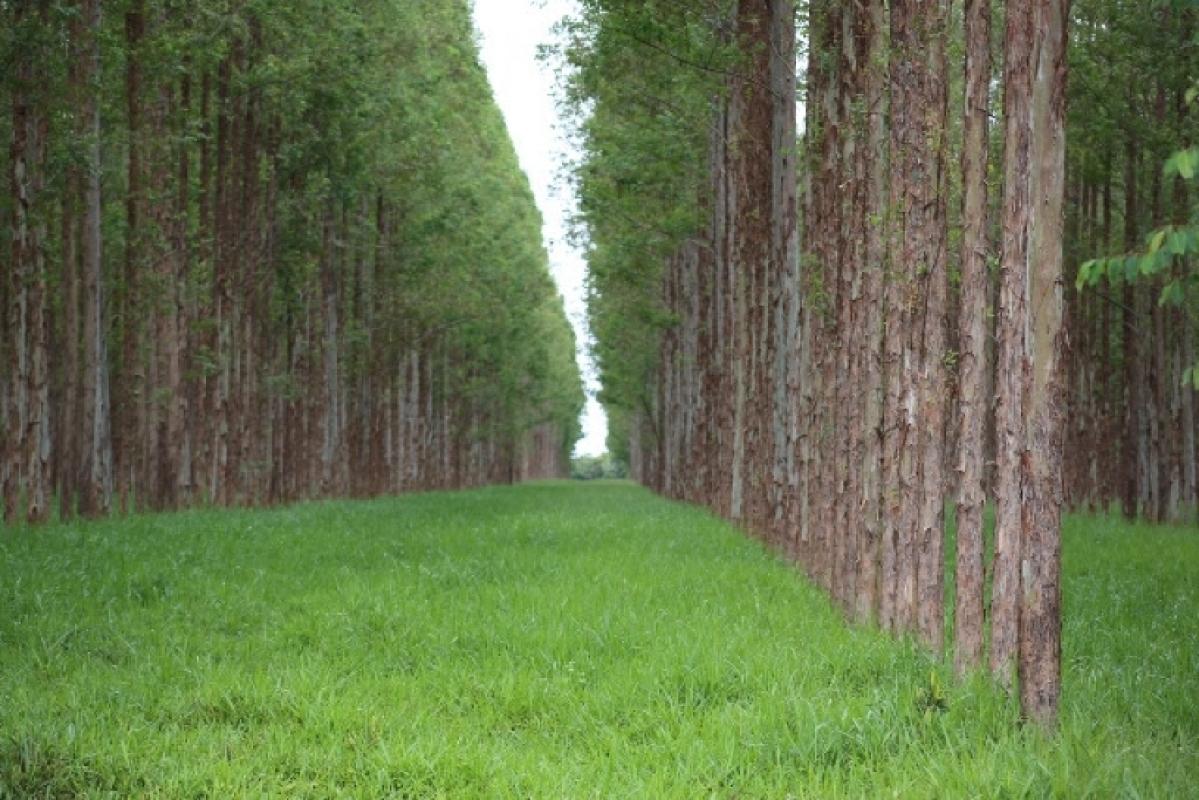 MS Florestal dá início à colheita e reforça força da silvicultura em Mato Grosso do Sul