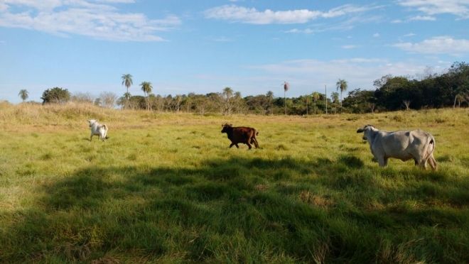 Criação de gado em área proibida gera multa de R$ 30 mil