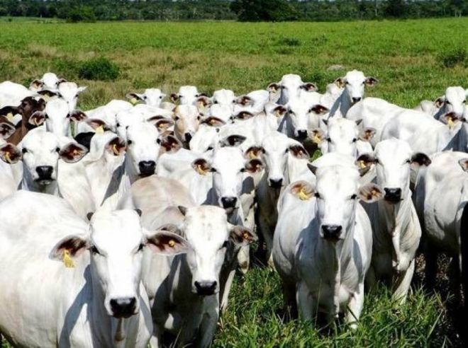 Programa de abate bovino supera o estipulado para 2017