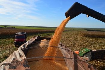Cotação média da saca de milho cresce quase 10% em MS