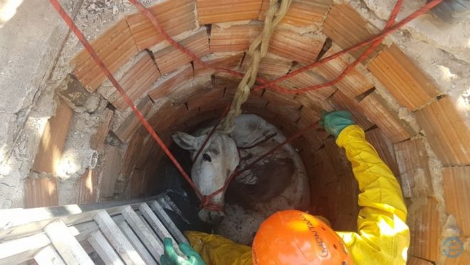 Corpo de Bombeiros resgata Vaca que caiu dentro de fossa 