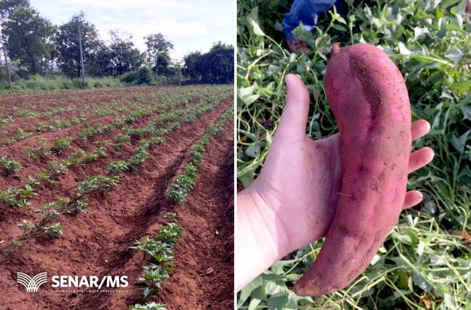 Agricultor de MS produz 700 kg de batata-doce por semana