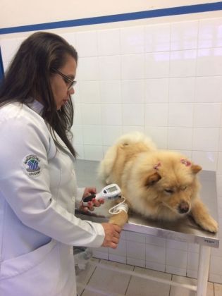Universidade oferece atendimento veterinário a cães idosos