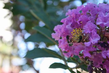 Foto ilustrativa de primavera, clima, flor, inseto