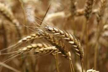 Novas dietas derrubam mercado do trigo, diz analista