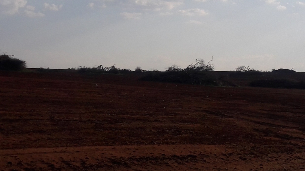 Fazendeiro devasta vegetação de cerrado e é multado em R$ 57 mil