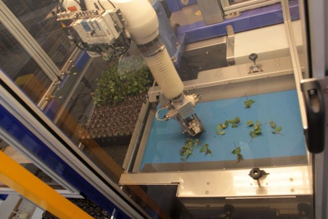  Fibria inaugura linha 2 de produção com primeiro viveiro automatizado de mudas do mundo