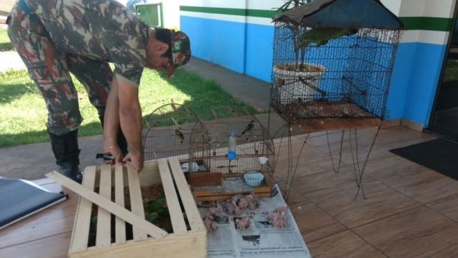 Traficante é preso e multado pela PMA após manter pássaros silvestres em cativeiro