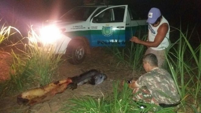 Caçadores matam animal em extinção e são multados em R$ 10 mil