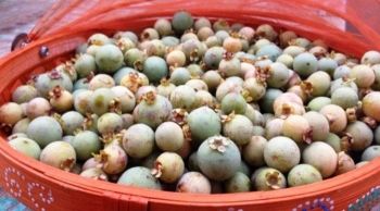 Guavira passa a ser o fruto s&iacute;mbolo de Mato Grosso do Sul