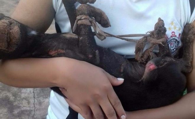 Cadelada morre após ser achada com as patas amarradas e queimadas