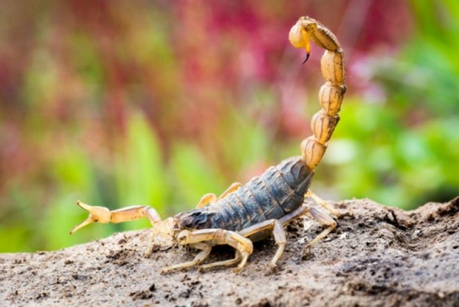 Acidentes com animais peçonhentos aumentam no período chuvoso