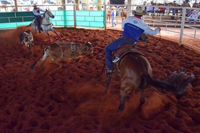 Esporte equestre torna MS o quarto maior produtor de Cavalos Quarta Milha do Brasil