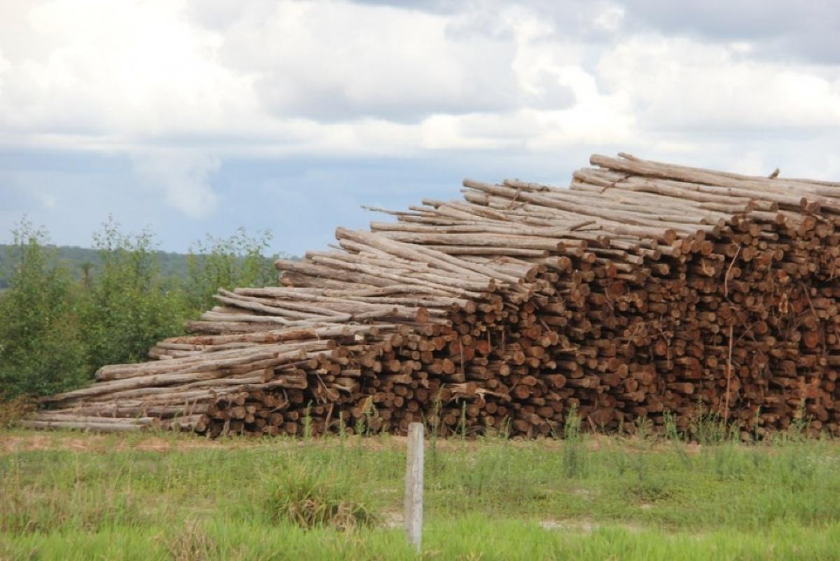 Fibria tem planos de construir terceira fábrica de celulose em MS 