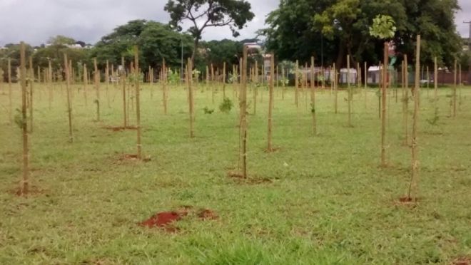 Parque da Capital tem 540 novas árvores plantadas