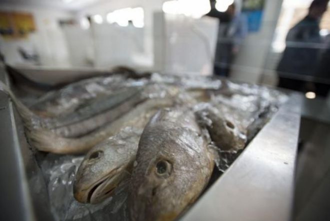 Exportação de pescado para a União Europeia é suspensa pelo Mapa