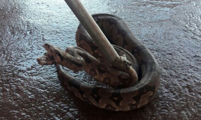 Serpente assusta moradores em varanda de residência 